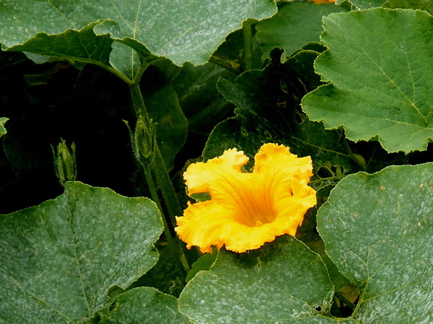 郷の秋 カボチャの花はカボチャ色 写真共有サイト フォト蔵