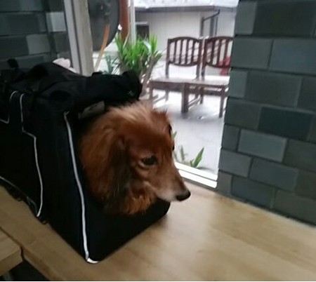 病院で待つドキドキブルーちゃん