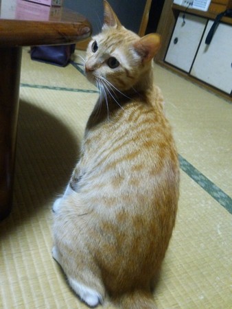 チグラーシャ0825
