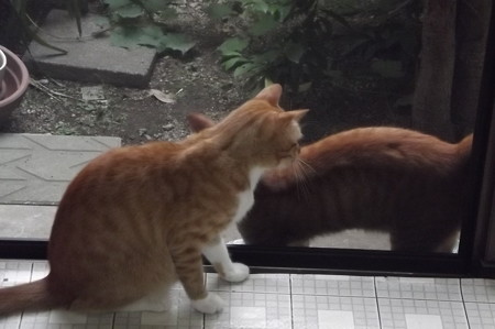 チグ&ミニチグ0828