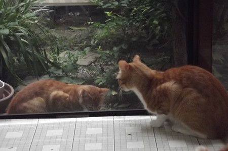 チグ&ミニチグ0827