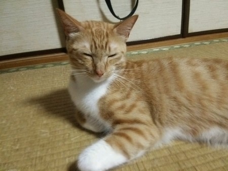 チグラーシャ0906