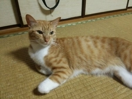チグラーシャ0906