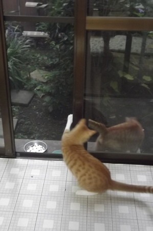 チグ&ミニチグ0908