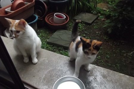 茶ブチ、子ネコ0911