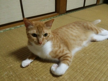 チグラーシャ0912