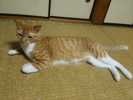 チグラーシャ0912