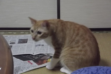 チグラーシャ0913