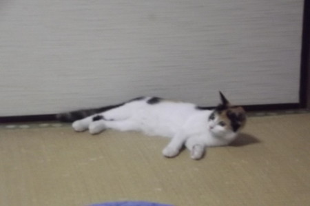 子ネコ0913