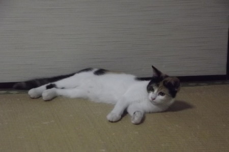 子ネコ0913