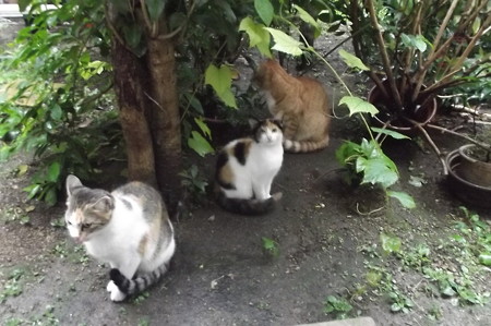 ミケママ、ミニチグ、子ネコ0918