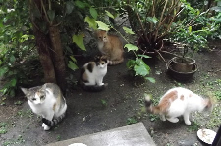 ミケママ、ミニチグ、子ネコ0918