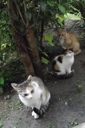 ミケママ、ミニチグ、子ネコ0918