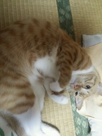 チグラーシャ0919