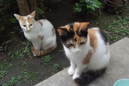 茶ブチ&子ネコ0929