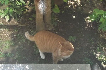 ミニチグ1001