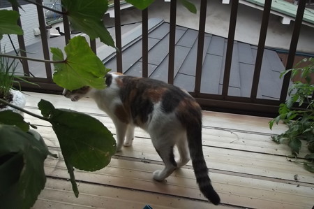 ミケママ1002