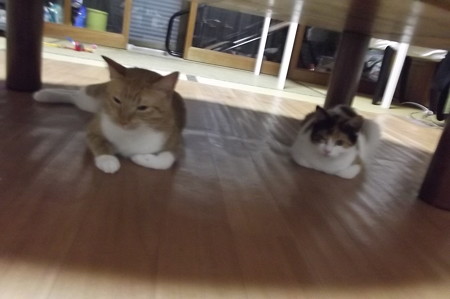 チグラーシャ&ミーシャ1021