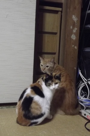 チグ&ミーシャ1027