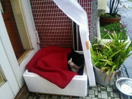 近所のネコ1029