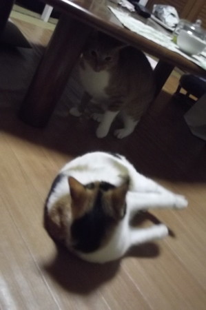 チグラーシャ&ミーシャ1226