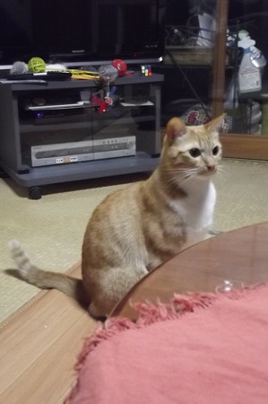 チグラーシャ1224