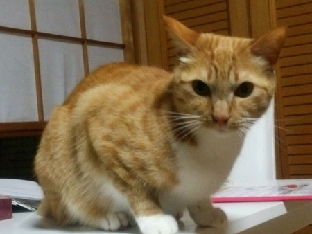 チグラーシャ1228