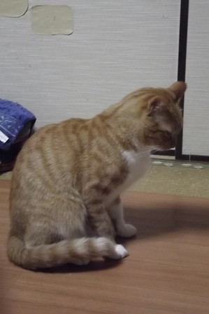 チグラーシャ1229