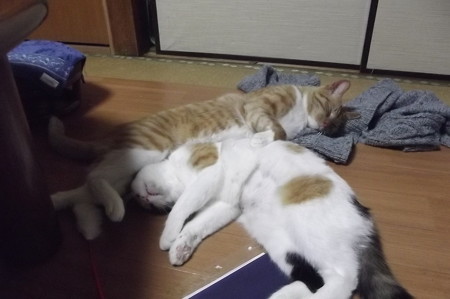 チグ&ミーシャ1230