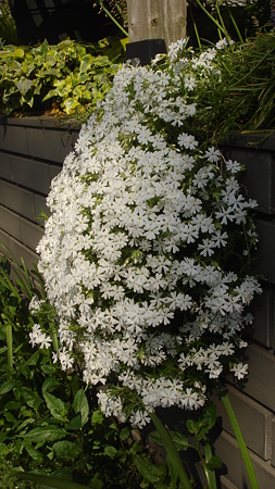 芝桜