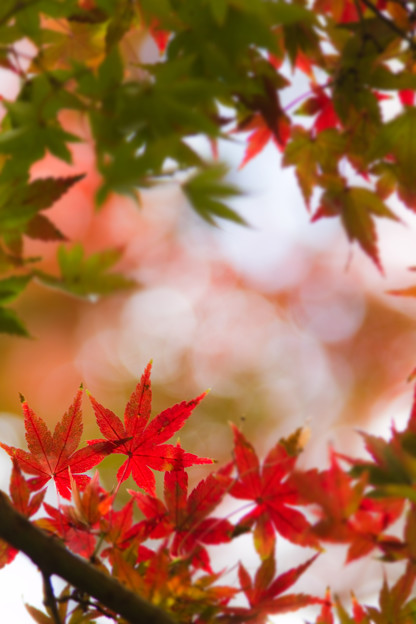 紅い葉