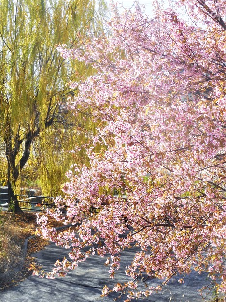 初冬の桜と青柳