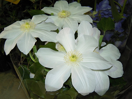 DSCN0703