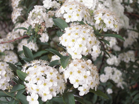 DSCN0707