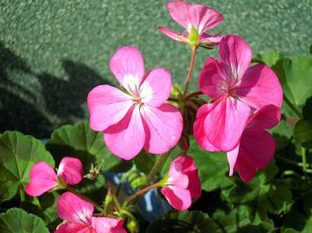DSCN0862_edited