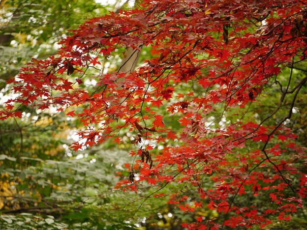 写真: 16