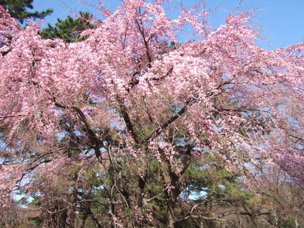 敷島公園のしだれ桜 写真共有サイト フォト蔵