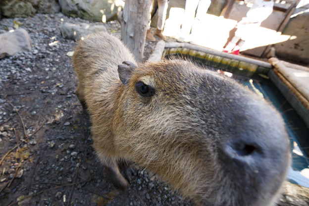 カピバラ