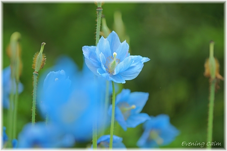 Blue Poppy_0018