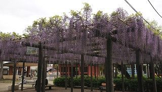 1000年の藤