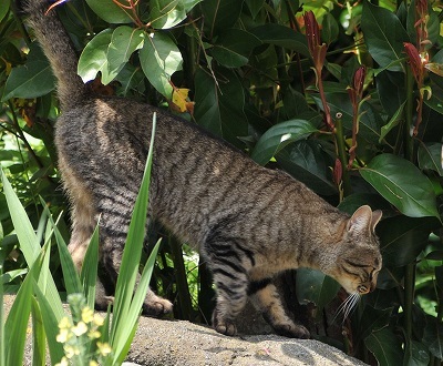 猫2