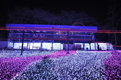 光の花畑6