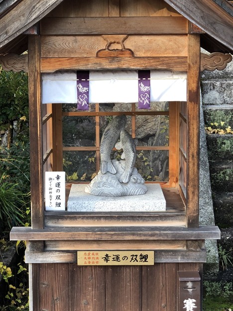 松尾大社（西京区）幸運の双鯉