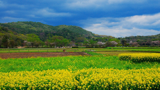 2京都紀行 のどかな田園風景 嵯峨野の散歩道dsc 0500 1 1 写真共有サイト フォト蔵