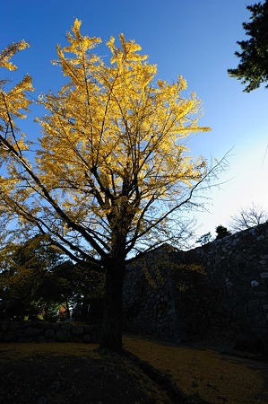 1011231505_DSC_4708