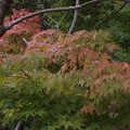 神奈川県　宮ケ瀬湖の紅葉５