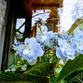 冬紫陽花 日本寺(にちほんじ)