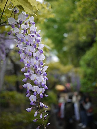 藤まつり
