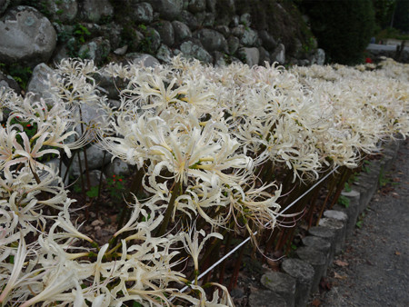 不老山正光寺・白い彼岸花まつり(14)