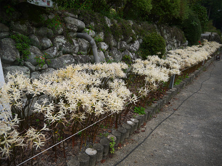 不老山正光寺・白い彼岸花まつり(12)